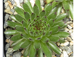 Sempervivum 'FALCONETTY'- розетка