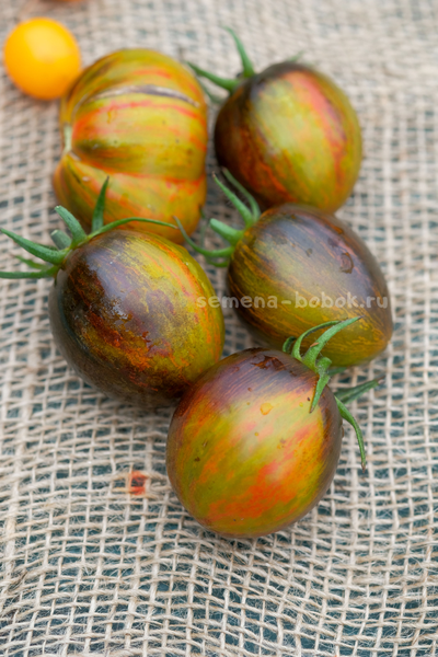 Томат Atomic Fusion (Атомный Сплав), 10 шт