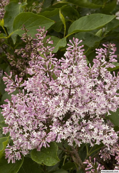 Сирень отклоненная Miss Kim - фото цветения - красовский-сад.рф