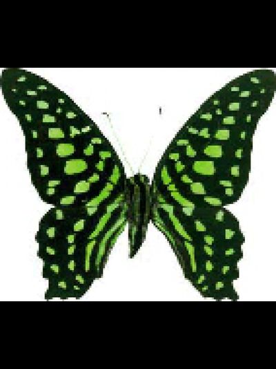 Разноцветный салют из 30 шт. бабочек. Микс из самых разных бабочек.