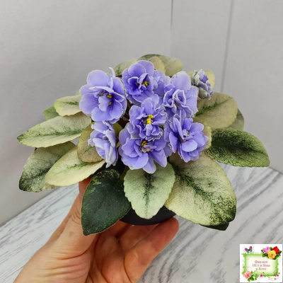 Scales фиалка фото Пин на доске Fp_african violet