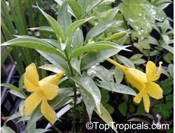 Алламанда карликовая (Allamanda sp.‘Silver leaf’ (yellow flower)