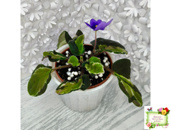 СФ-Томная Жозефина (С. Фатеева) листовая химера