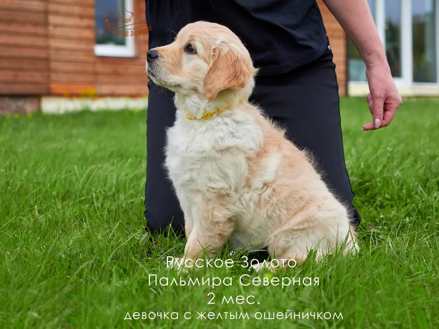 2 месяца. Девочка ЖЕЛТЫЙ ошейничек