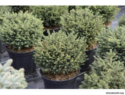 Ель Карел - Karel