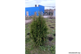 Туя Брабант фотография на участке Красовский-Сад.рф