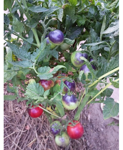 Томат Гондвана роза (Dwarf Gondwana Rose)