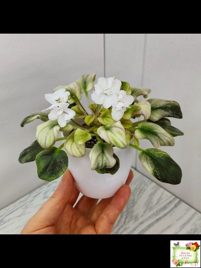 LV-Яночка (Л. Шевелева) 2023 г. трейлер (клакамас с кроновой пестролистностью)