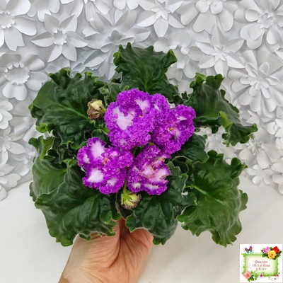 ПТ-Принцесса Ясмин (Т. Пугачева) 2019 г.