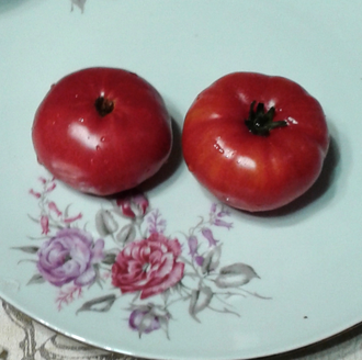 Семена томата Русский вихрь Гном