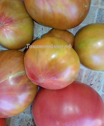 Томат Тайга (Taiga)