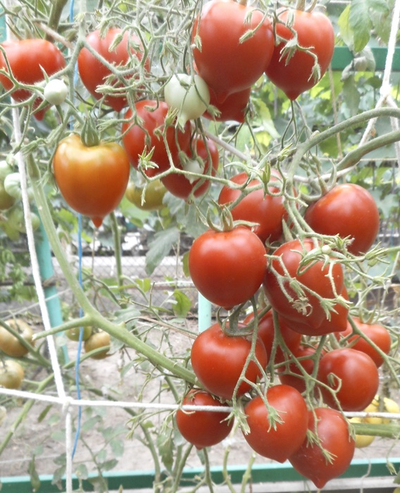 Томат Гибрид №2 Тарасенко