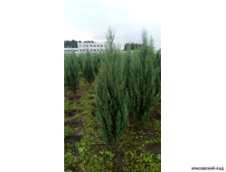 Можжевельник Блю Эрроу - Blue Arrow