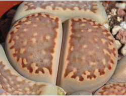 Lithops hallii Klippunt, Upington (MG-1596.9) - 10 семян