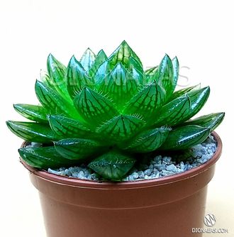 Haworthia Cooperi Picturata