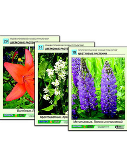 Гербарий фотографический "Основные группы растений"