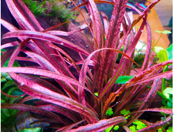 Криптокорина Спиралис Тайгер (меристемная) Азия