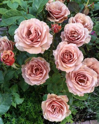 Мокароза (Mokarosa), Gareth Fryer