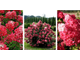 Даймонд Руж гортензия метельчатая(Hydrangea paniculata Diamant Roug)