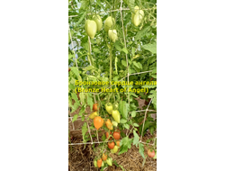 Томат Бронзовое сердце ангела (Bronze heart of Angel)