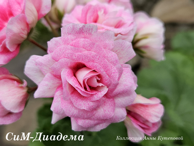 Пеларгония СиМ-Диадема
