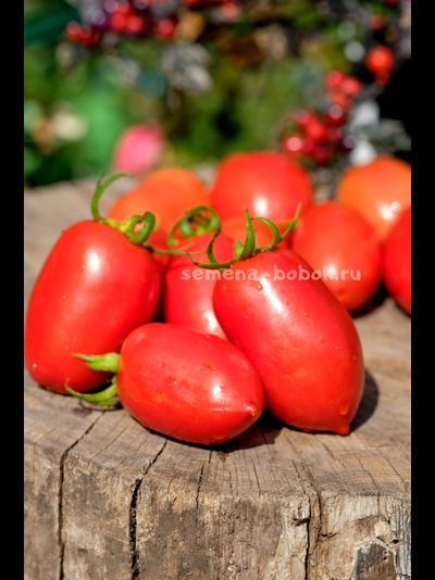 Томат Incas (Инки), 10 шт