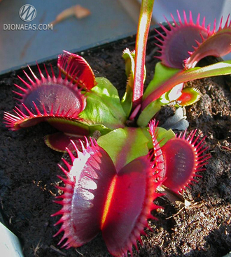 Dionaea muscipula Dent stress