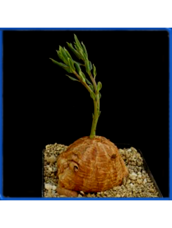 Talinum caffrum