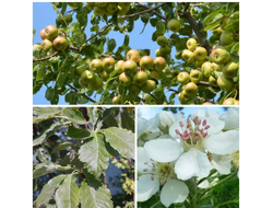 Сорбопирус, 1год, ЗКС