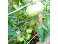 Томат Клеота розовая (Cleota Pink) США