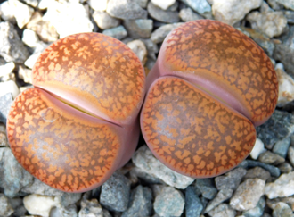 Lithops aucampiae v. koelemanii С016 (MG) - 10 семян