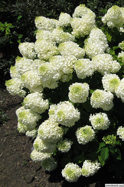 Гортензия метельчатая Силвер Доллар