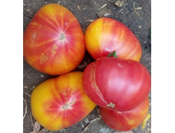 Томат Золотые горы Медео