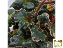 Н-Тет-а-Тет (Н. Бердникова) 2019 г. (лист посажен 21.10.25)