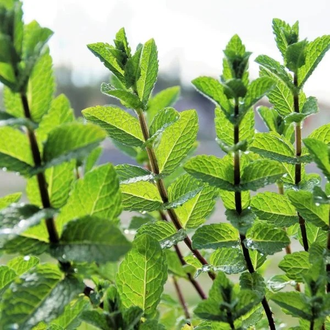 Мята перечная (Mentha piperita) Египет, 5 мл - 100% натуральное эфирное масло