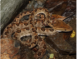 Остроконечно чешуйчатая куфия(Protobothrops mucrosquamatus)