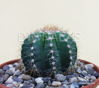 Пародия великолепная - Parodia magnifica, Эриокактус великолепный, Eriocactus magnificus, Notocactus Magnificus