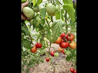 Томат Сердце Хибы (Imini de Hiba), Румыния