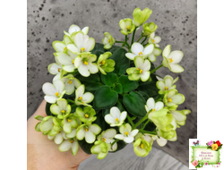 Mac's Misty Meadow (G.McDonald)