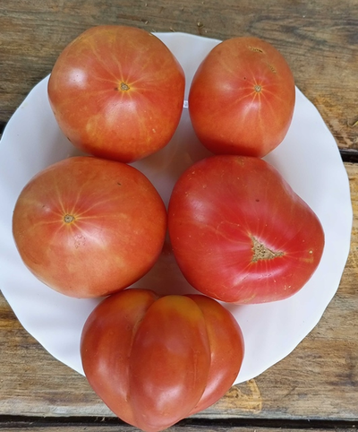 Томат Купола Вологодской Софии