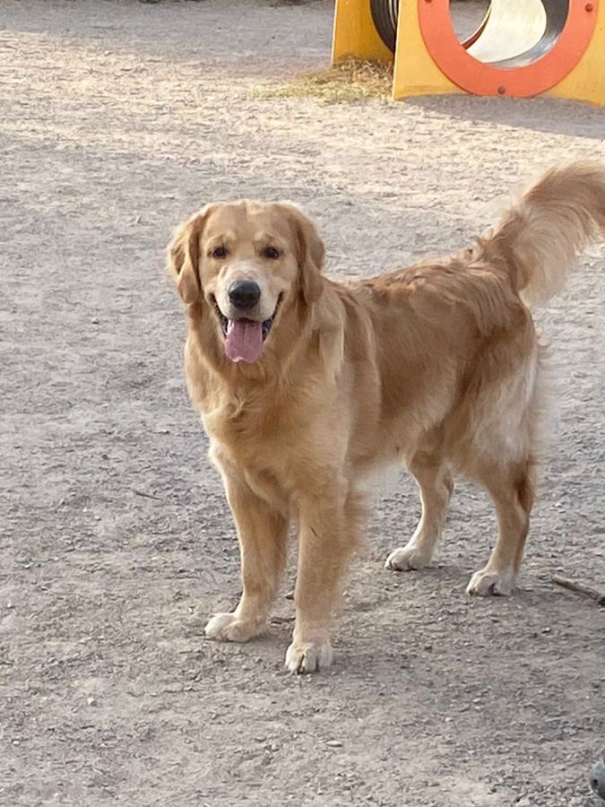 Марли (Русское Золото Ютас), 1 год