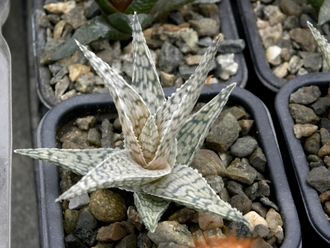 Aloe rauhii Snowflake - укорененная детка