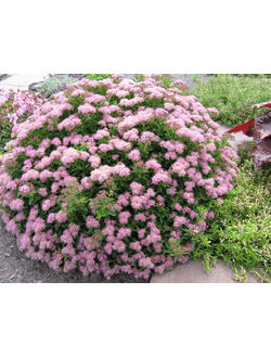 Спирея "На-На"