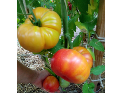 Томат Олд флейм (Old Flame, Старое пламя)