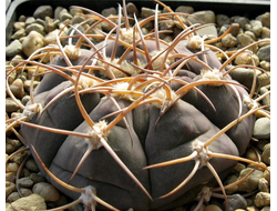 Gymnocalycium bayrianum Tom-326 - 5 семян