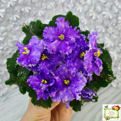 Nik-Звезды над Фиджи (Н. Булко) 2024 г.