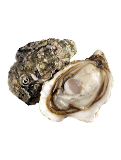 Устрица Жилардо