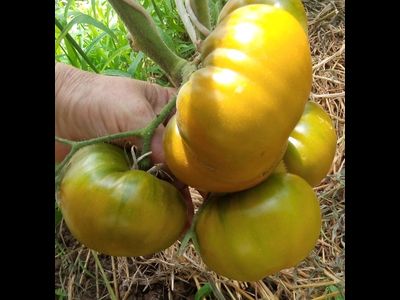 Томат Киви