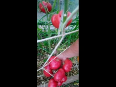 Томат Новое поколение Бурчема (Burcham's New Generation) США