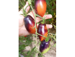 Томат Сливка Гурман